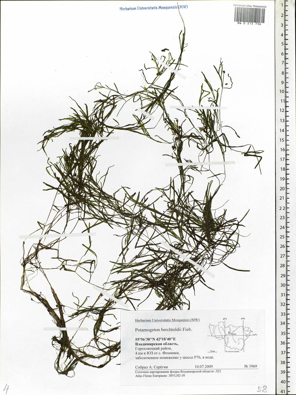 Potamogeton berchtoldii Fieber, Eastern Europe, Central region (E4) (Russia)