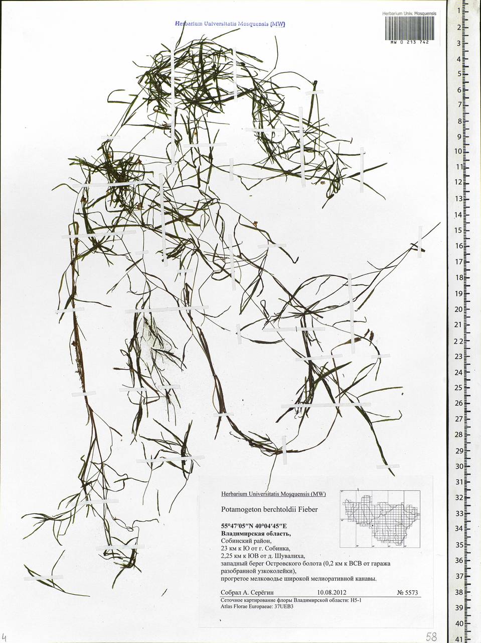 Potamogeton berchtoldii Fieber, Eastern Europe, Central region (E4) (Russia)