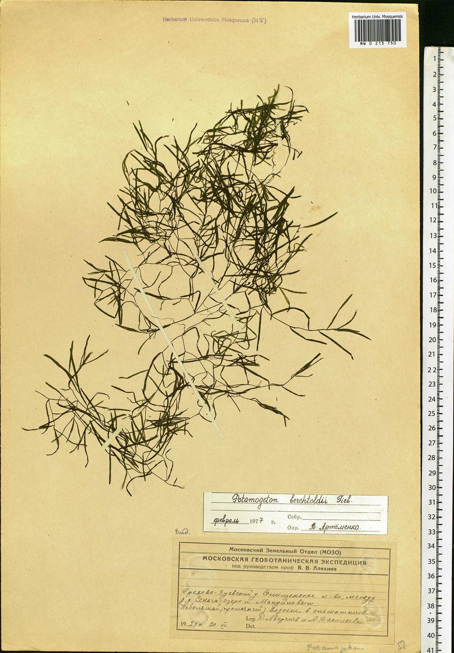 Potamogeton berchtoldii Fieber, Eastern Europe, Central region (E4) (Russia)