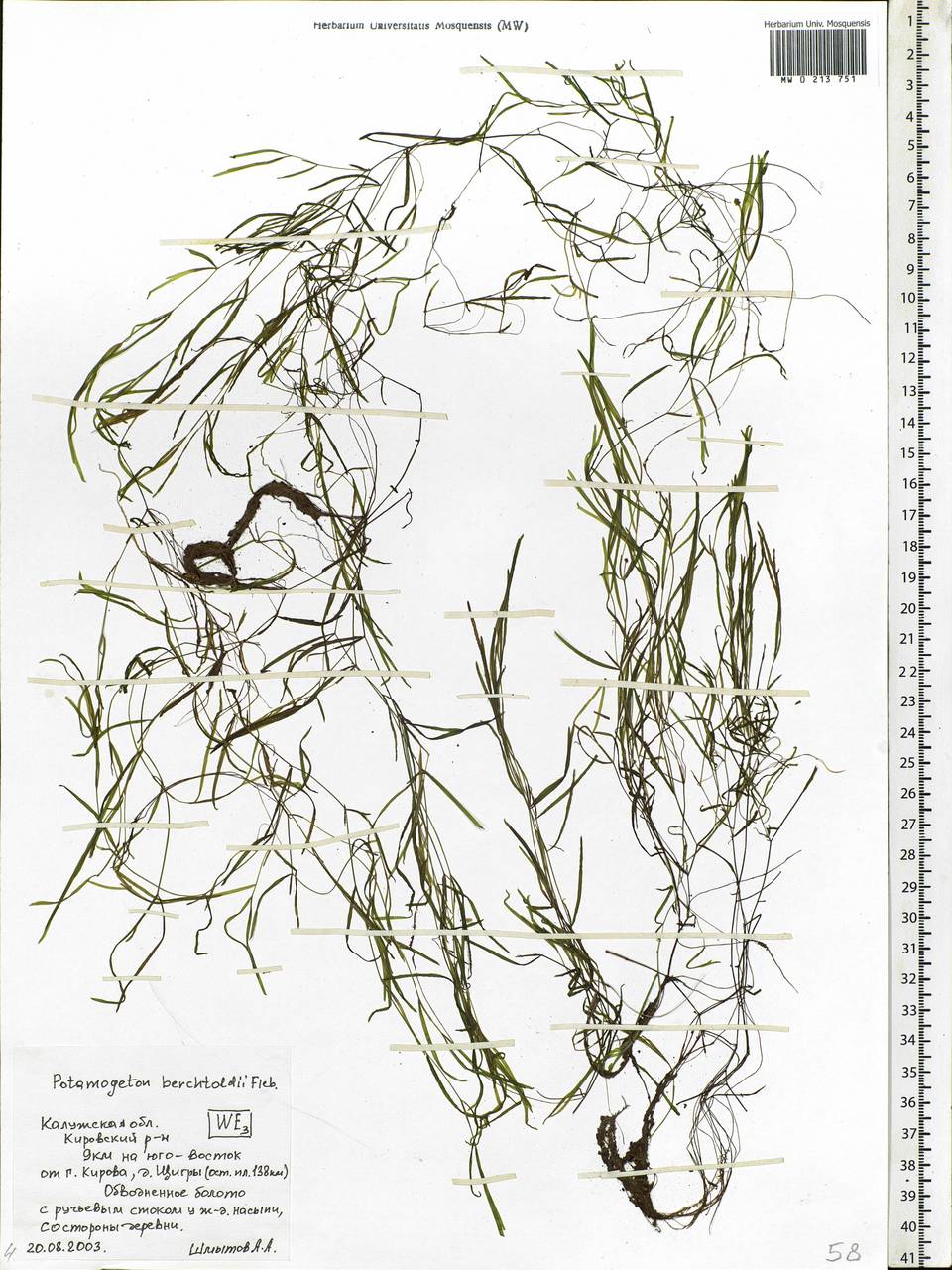 Potamogeton berchtoldii Fieber, Eastern Europe, Central region (E4) (Russia)