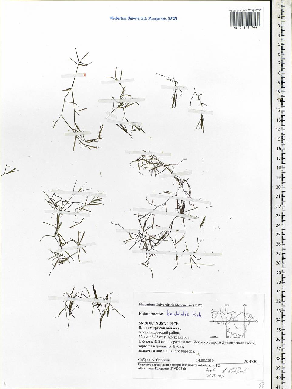 Potamogeton berchtoldii Fieber, Eastern Europe, Central region (E4) (Russia)