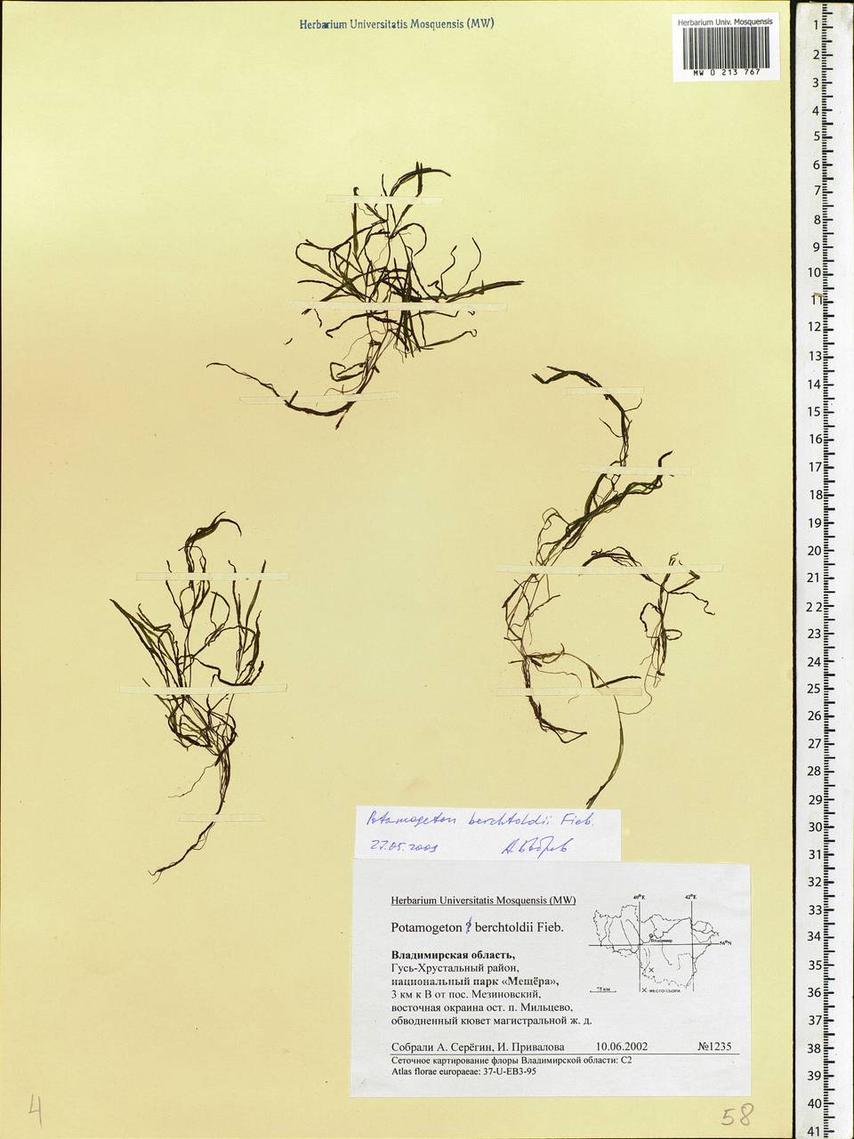 Potamogeton berchtoldii Fieber, Eastern Europe, Central region (E4) (Russia)