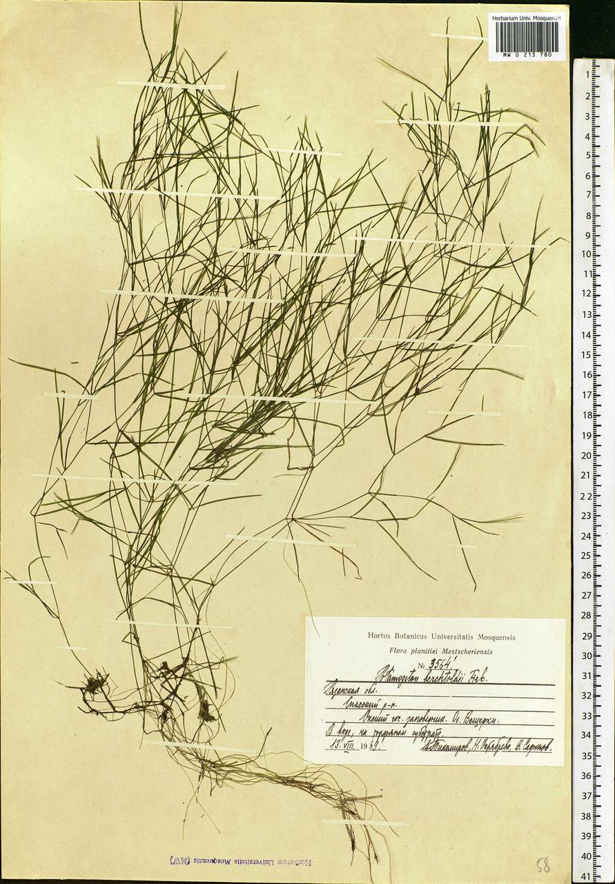 Potamogeton berchtoldii Fieber, Eastern Europe, Central region (E4) (Russia)