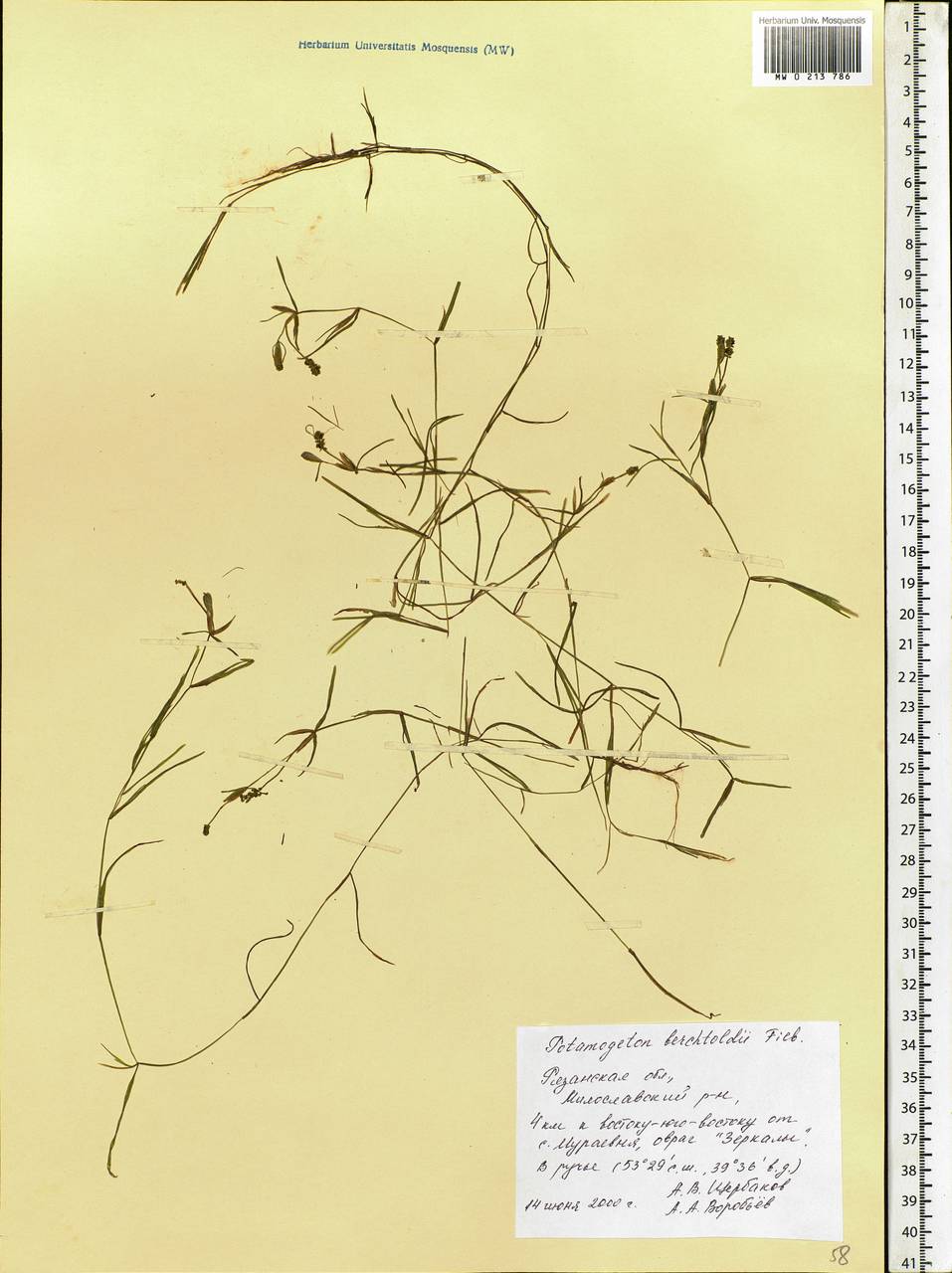 Potamogeton berchtoldii Fieber, Eastern Europe, Central region (E4) (Russia)