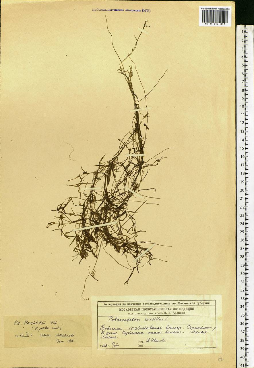 Potamogeton berchtoldii Fieber, Eastern Europe, Moscow region (E4a) (Russia)