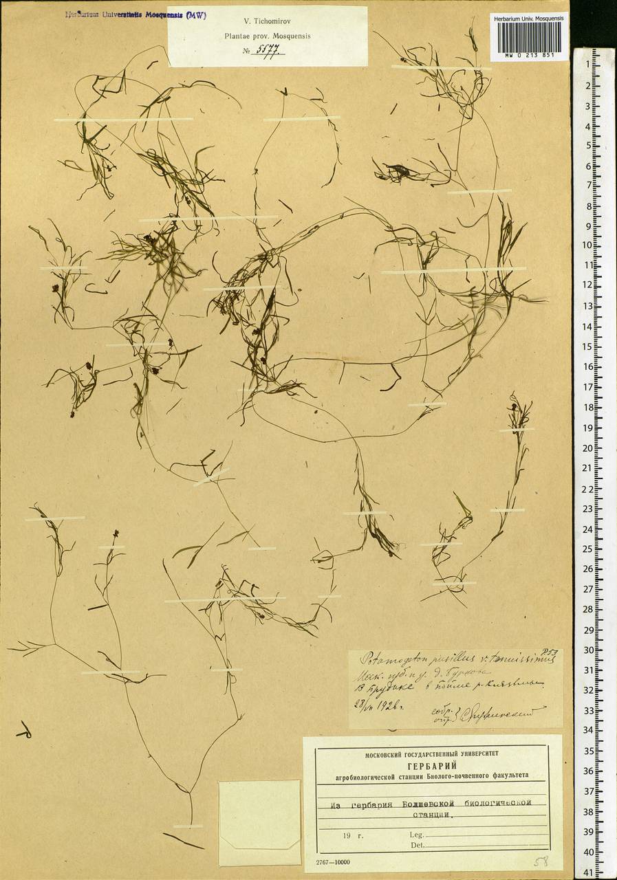 Potamogeton berchtoldii Fieber, Eastern Europe, Moscow region (E4a) (Russia)