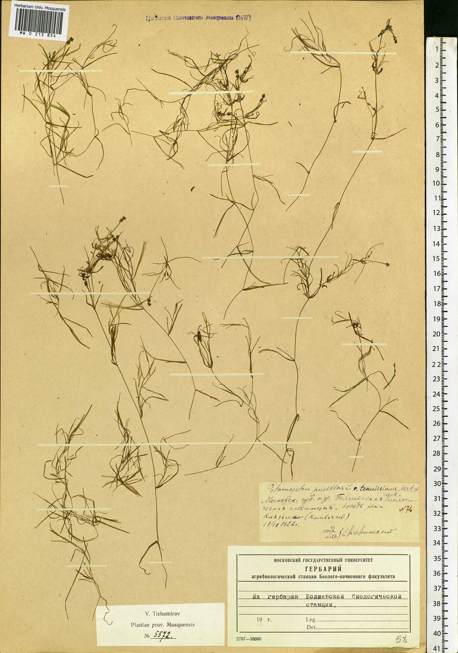 Potamogeton berchtoldii Fieber, Eastern Europe, Moscow region (E4a) (Russia)