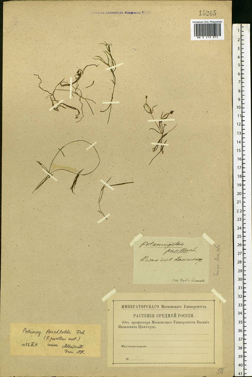 Potamogeton berchtoldii Fieber, Eastern Europe, Central forest-and-steppe region (E6) (Russia)