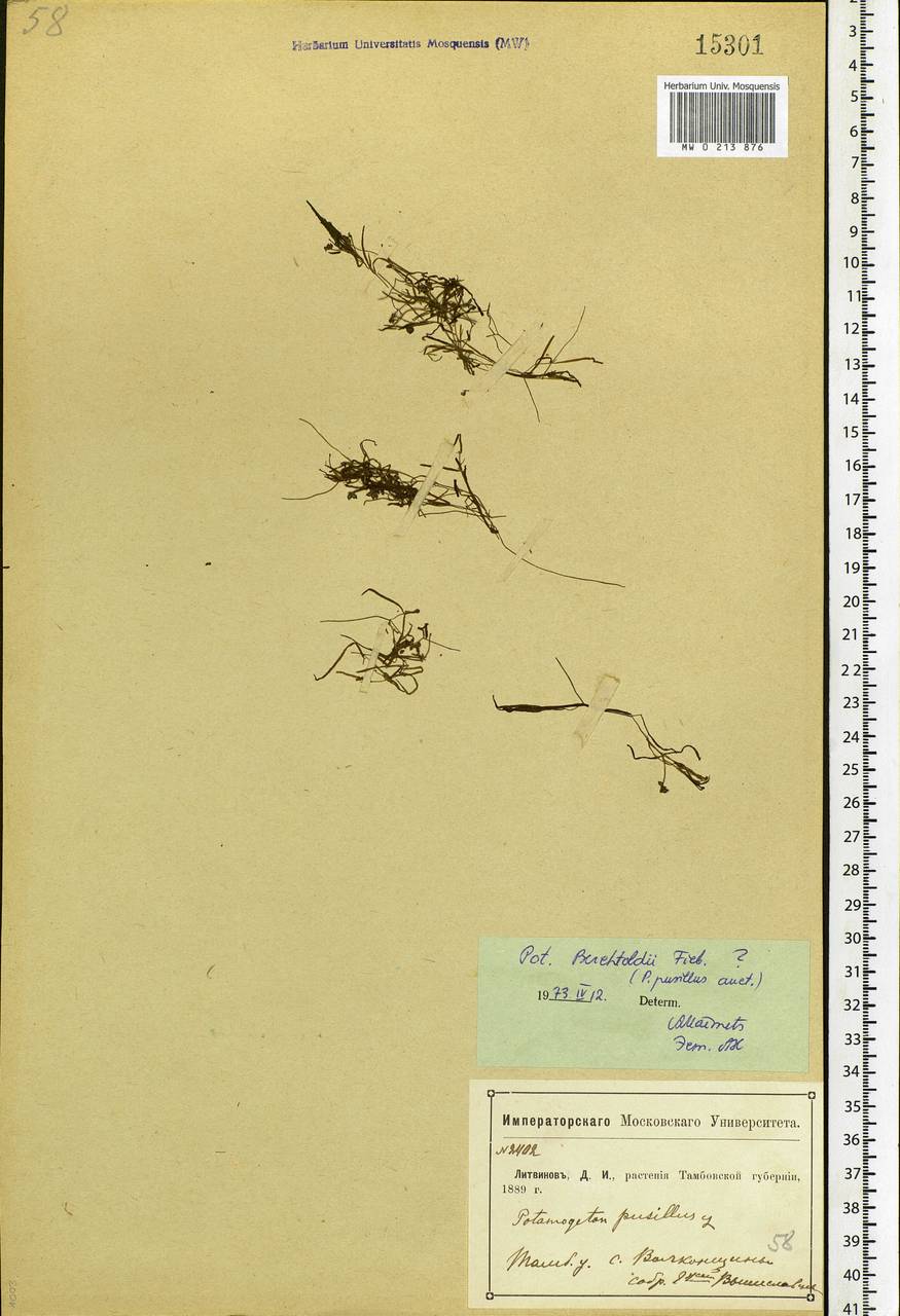 Potamogeton berchtoldii Fieber, Eastern Europe, Central forest-and-steppe region (E6) (Russia)