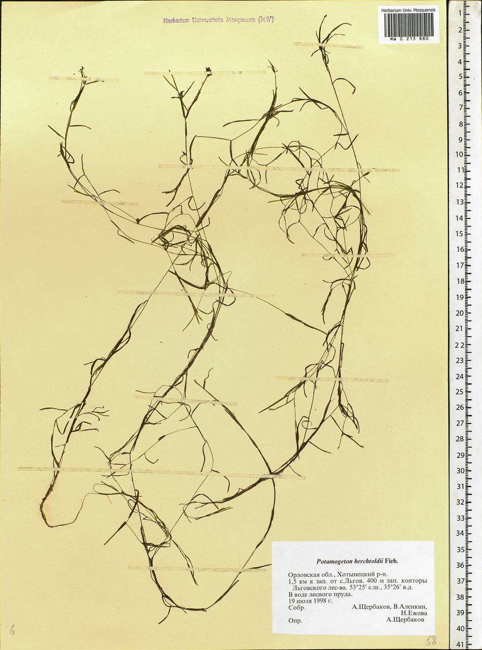 Potamogeton berchtoldii Fieber, Eastern Europe, Central forest-and-steppe region (E6) (Russia)