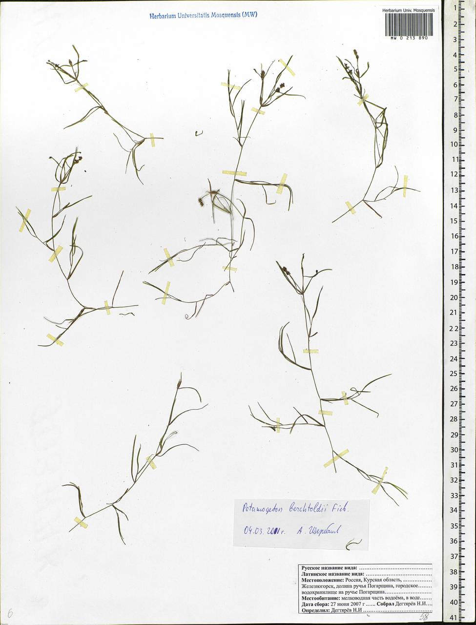 Potamogeton berchtoldii Fieber, Eastern Europe, Central forest-and-steppe region (E6) (Russia)
