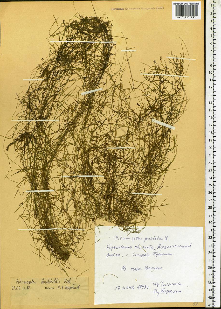 Potamogeton berchtoldii Fieber, Eastern Europe, Volga-Kama region (E7) (Russia)