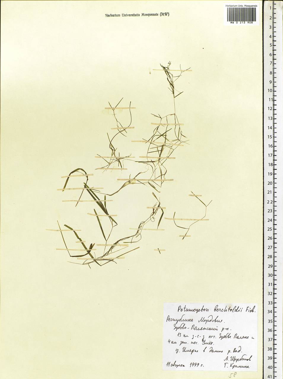 Potamogeton berchtoldii Fieber, Eastern Europe, Middle Volga region (E8) (Russia)
