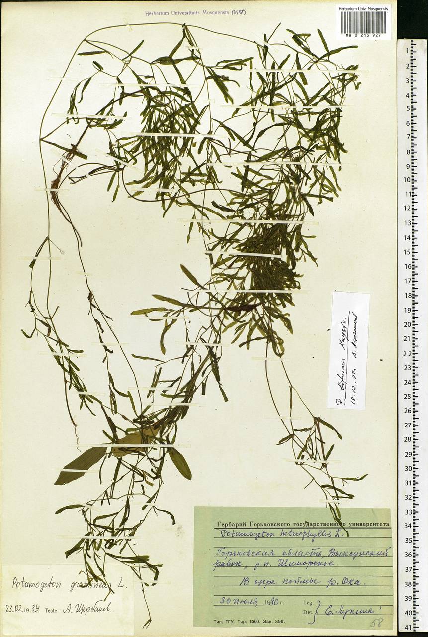 Potamogeton biformis Hagstr., Eastern Europe, Volga-Kama region (E7) (Russia)