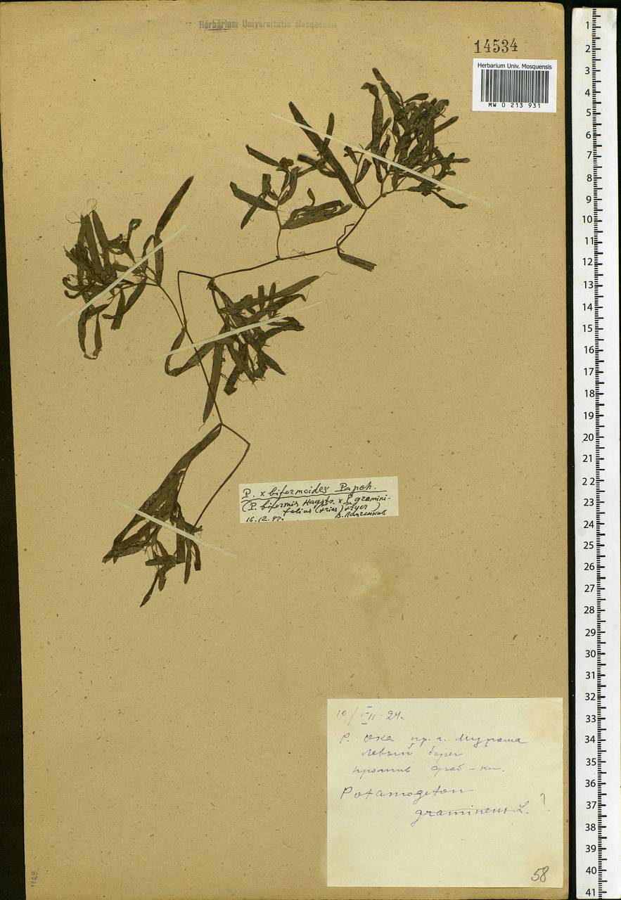 Potamogeton biformis Hagstr., Eastern Europe, Central region (E4) (Russia)