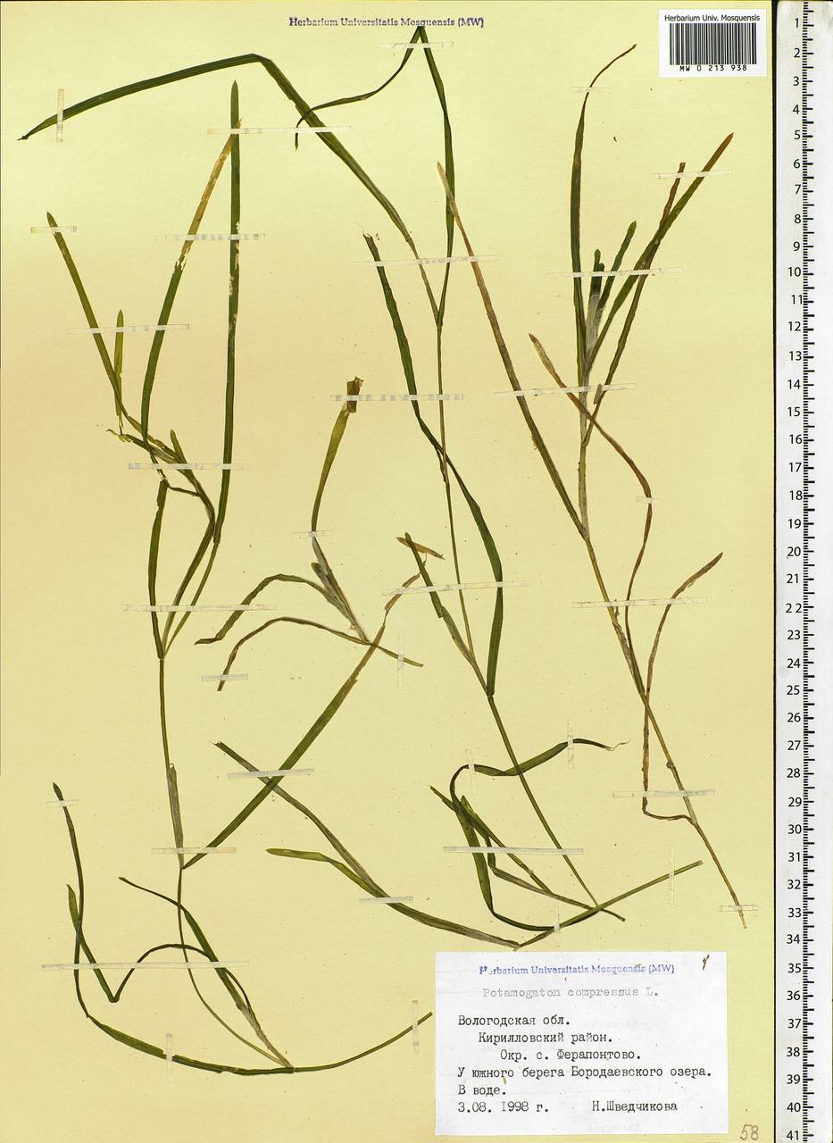 Potamogeton compressus L., Eastern Europe, Northern region (E1) (Russia)