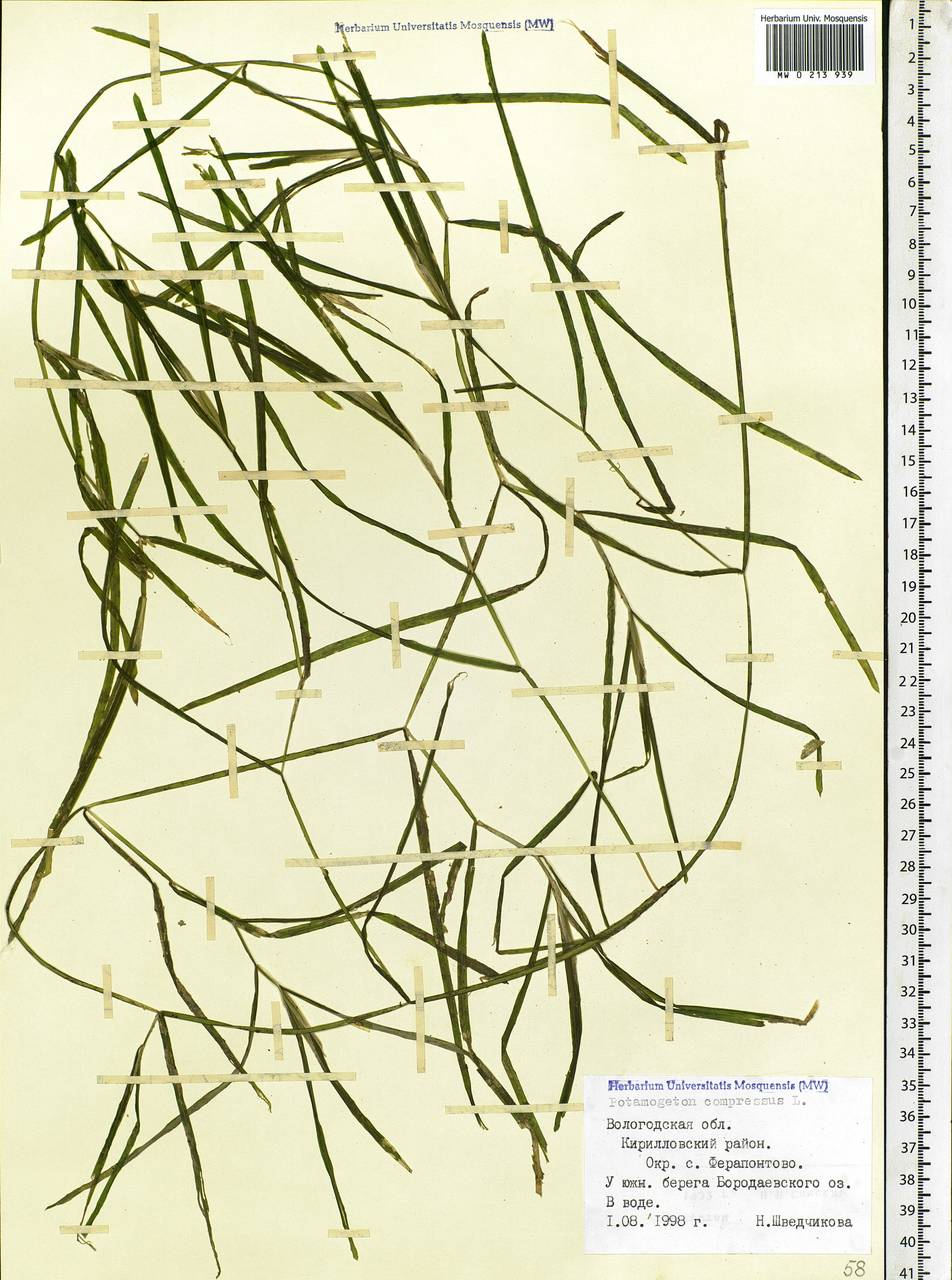 Potamogeton compressus L., Eastern Europe, Northern region (E1) (Russia)