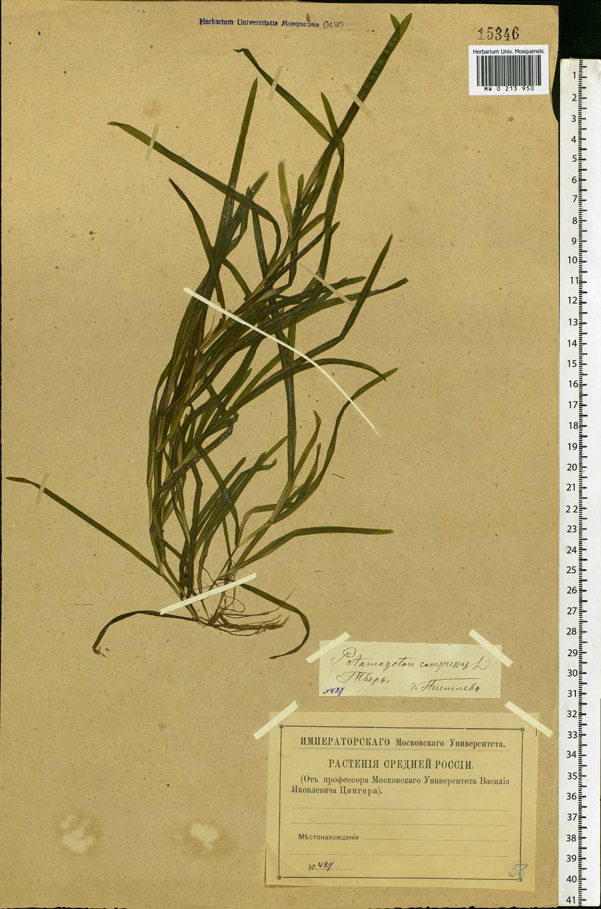 Potamogeton compressus L., Eastern Europe, North-Western region (E2) (Russia)