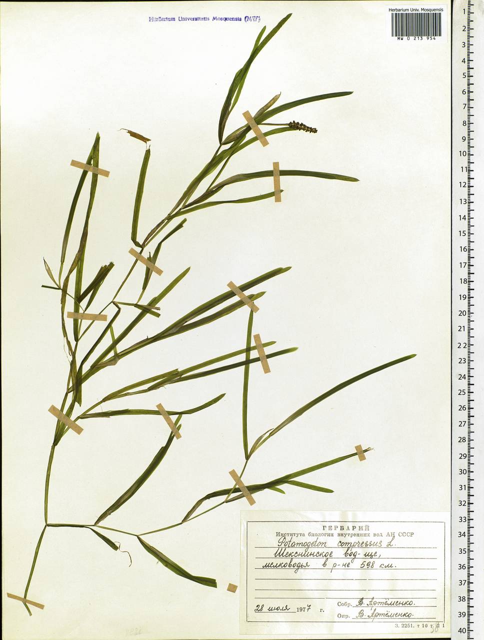 Potamogeton compressus L., Eastern Europe, Northern region (E1) (Russia)