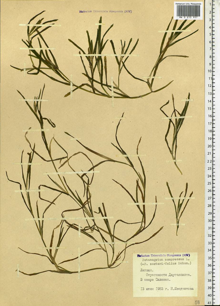 Potamogeton compressus L., Eastern Europe, Latvia (E2b) (Latvia)