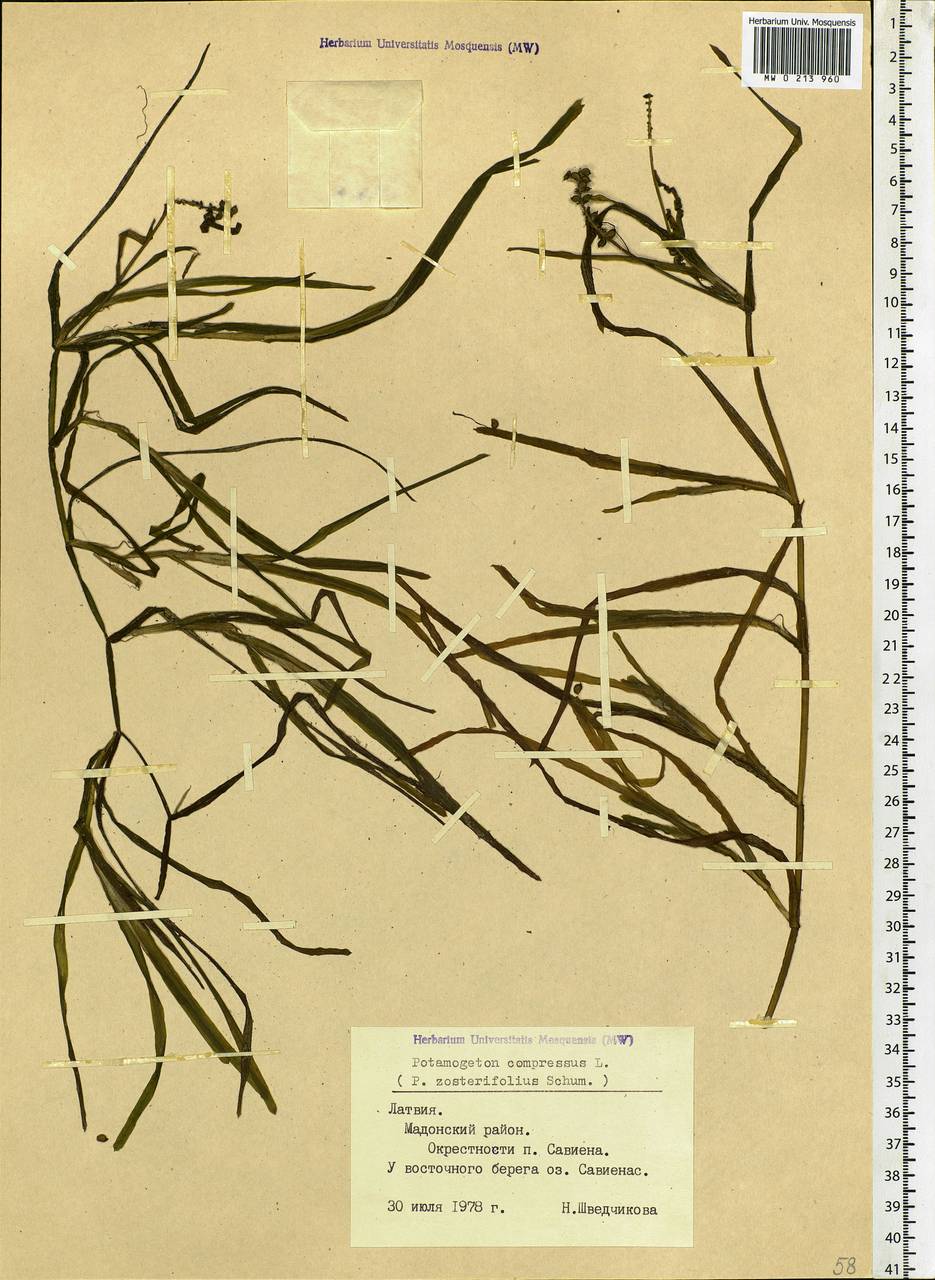 Potamogeton compressus L., Eastern Europe, Latvia (E2b) (Latvia)