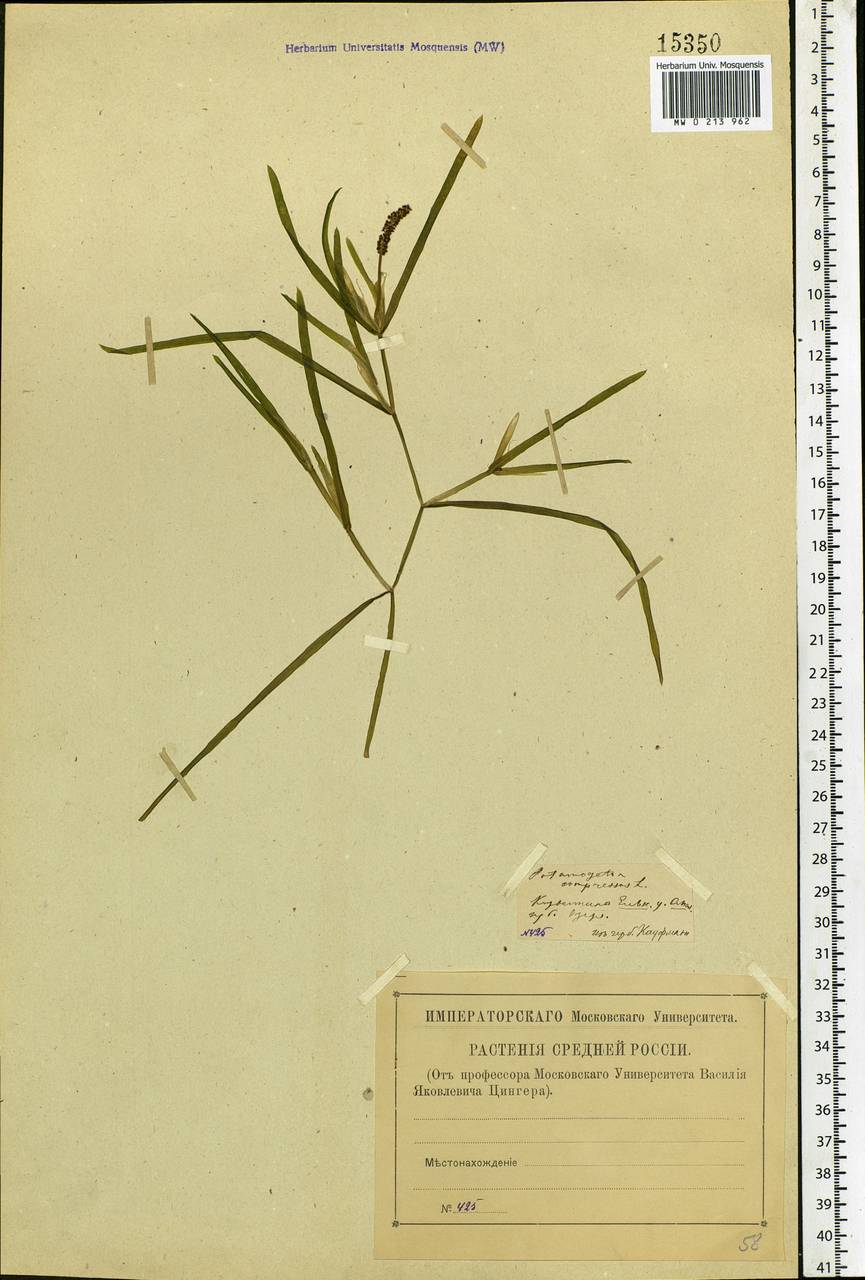 Potamogeton compressus L., Eastern Europe, Western region (E3) (Russia)