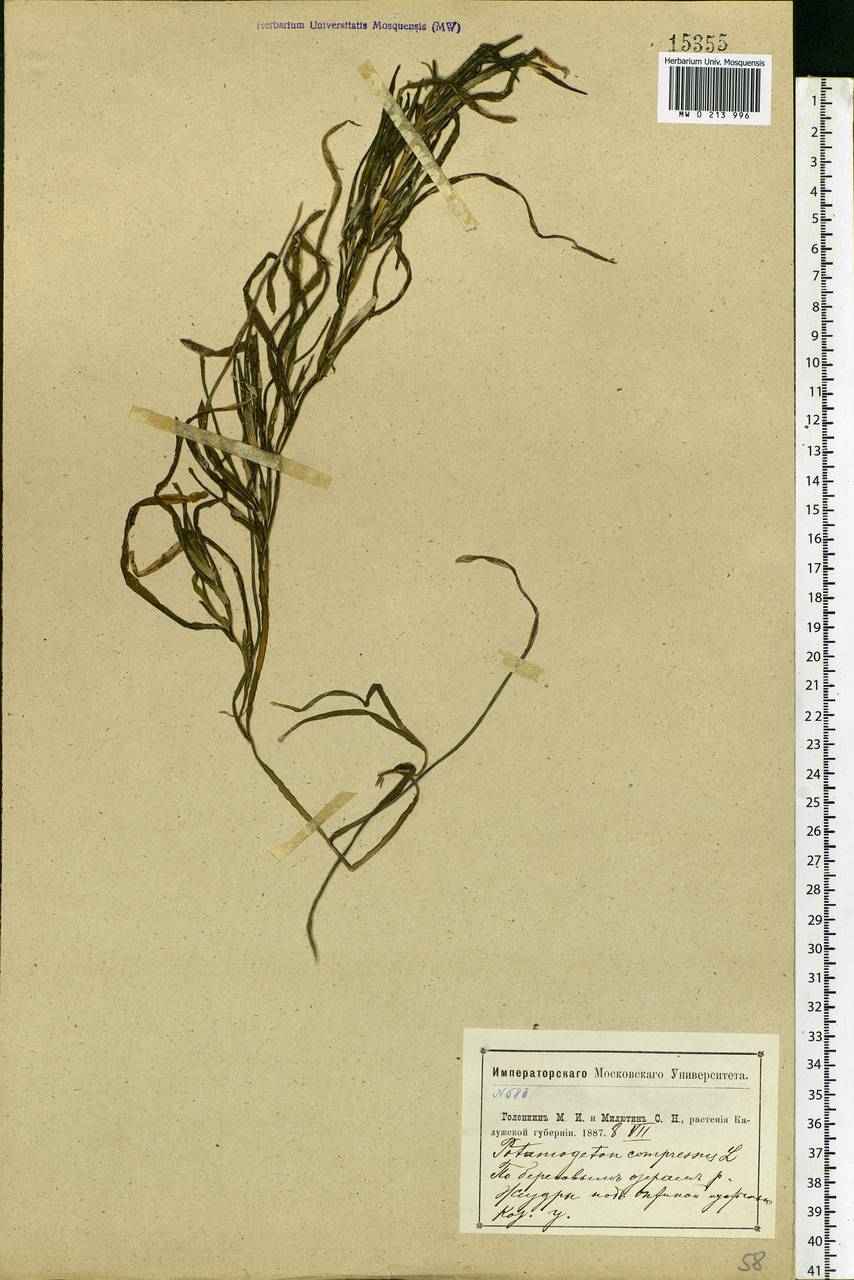 Potamogeton compressus L., Eastern Europe, Central region (E4) (Russia)