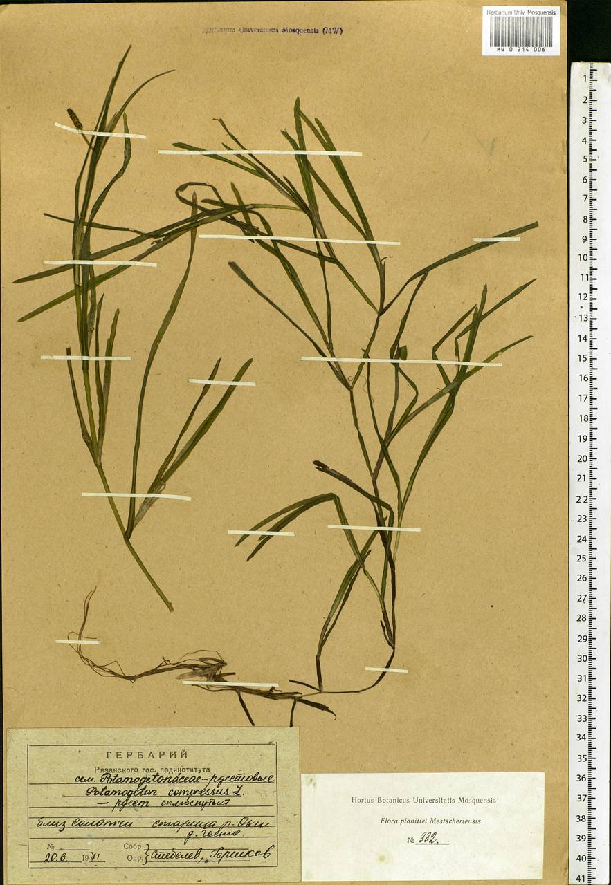 Potamogeton compressus L., Eastern Europe, Central region (E4) (Russia)