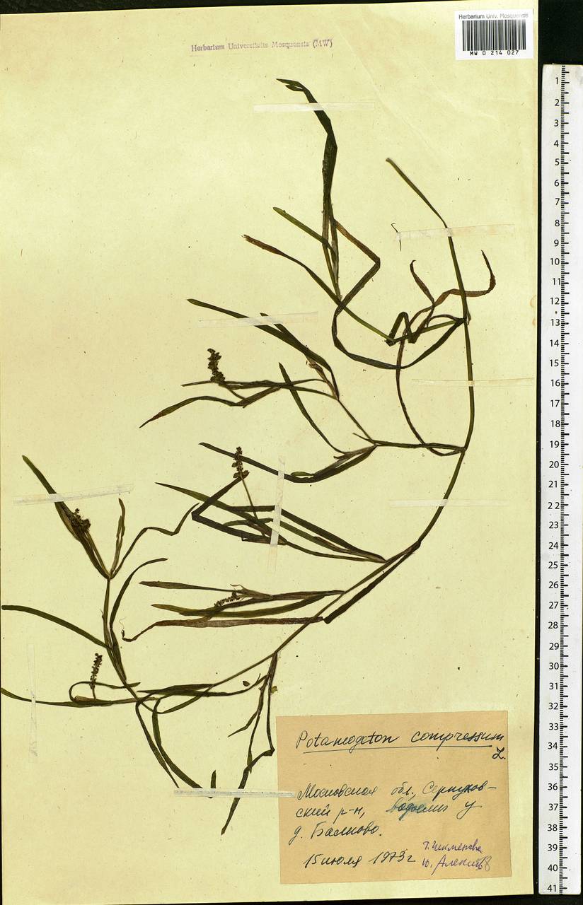 Potamogeton compressus L., Eastern Europe, Moscow region (E4a) (Russia)