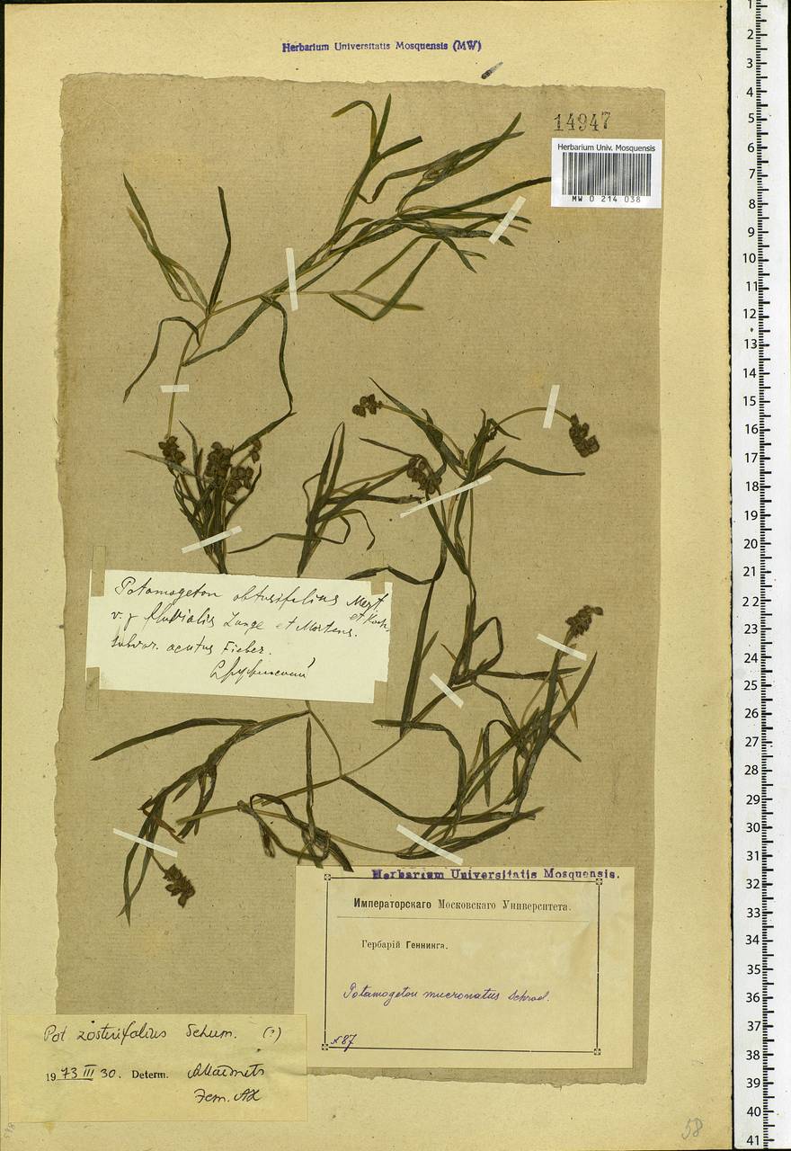 Potamogeton compressus L., Eastern Europe, Moscow region (E4a) (Russia)