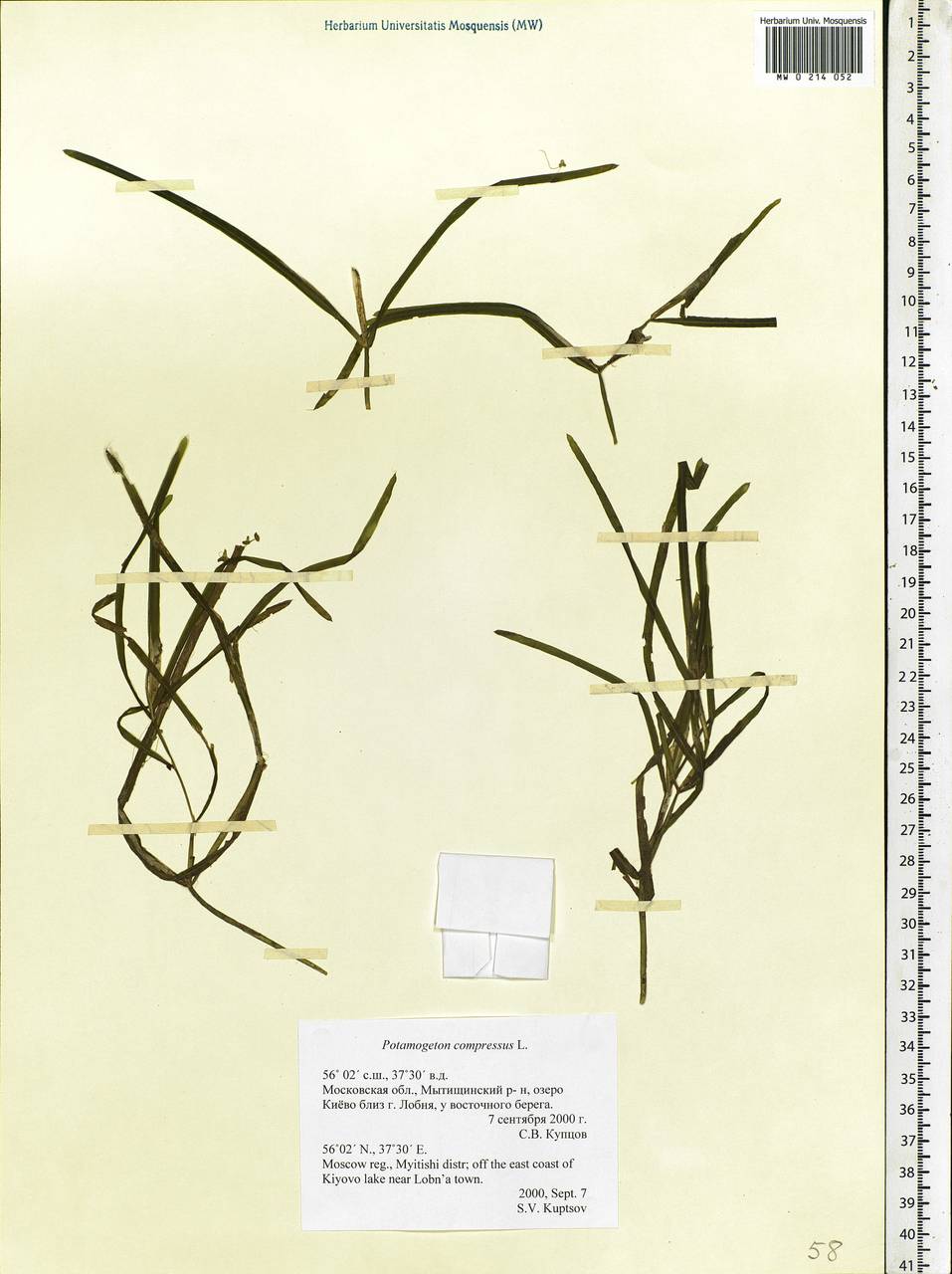Potamogeton compressus L., Eastern Europe, Moscow region (E4a) (Russia)