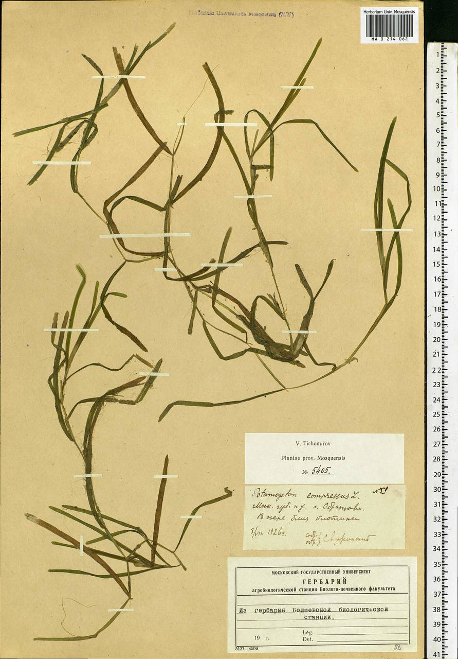 Potamogeton compressus L., Eastern Europe, Moscow region (E4a) (Russia)