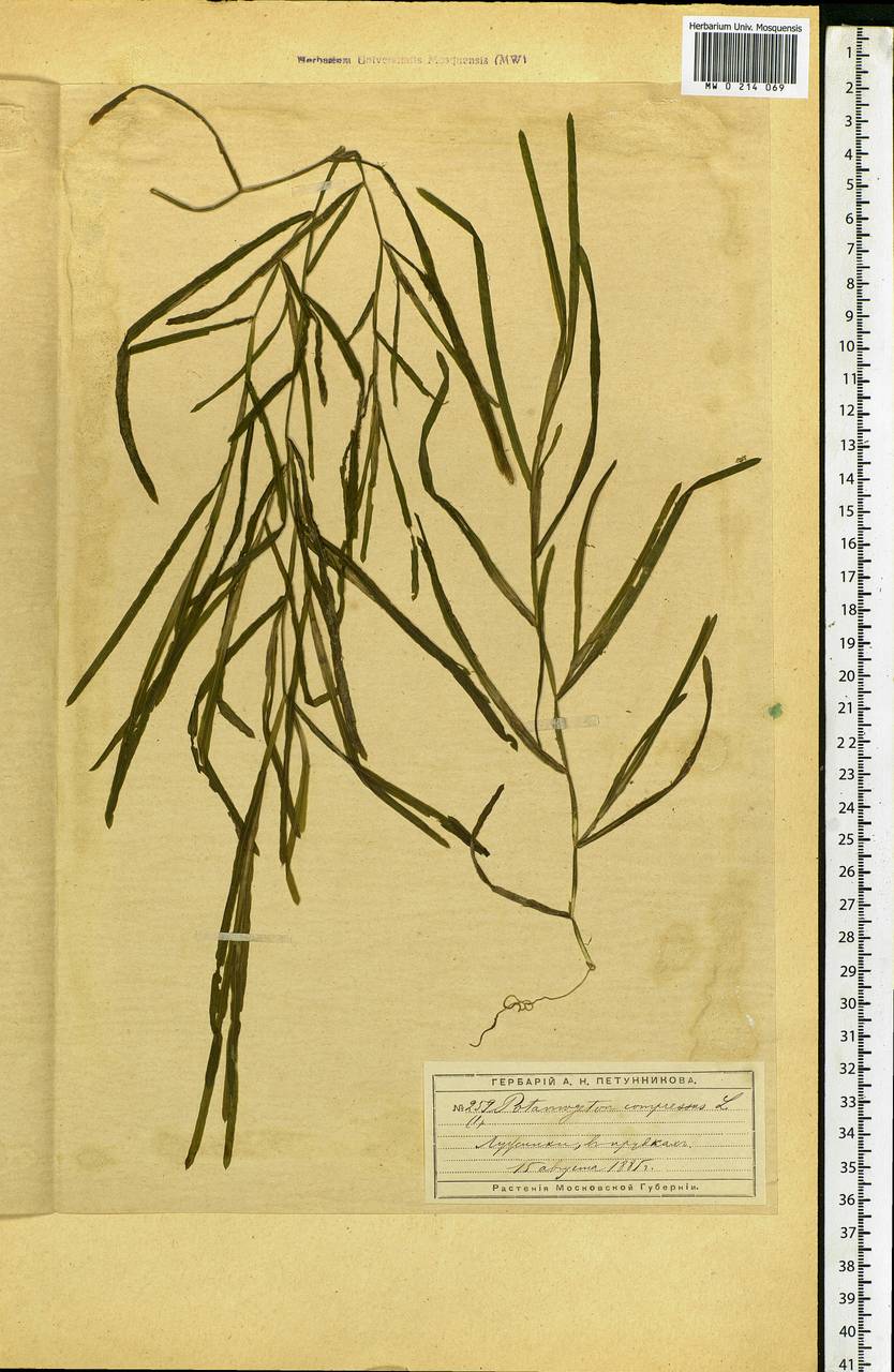 Potamogeton compressus L., Eastern Europe, Moscow region (E4a) (Russia)