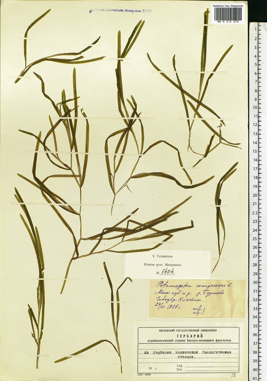 Potamogeton compressus L., Eastern Europe, Moscow region (E4a) (Russia)