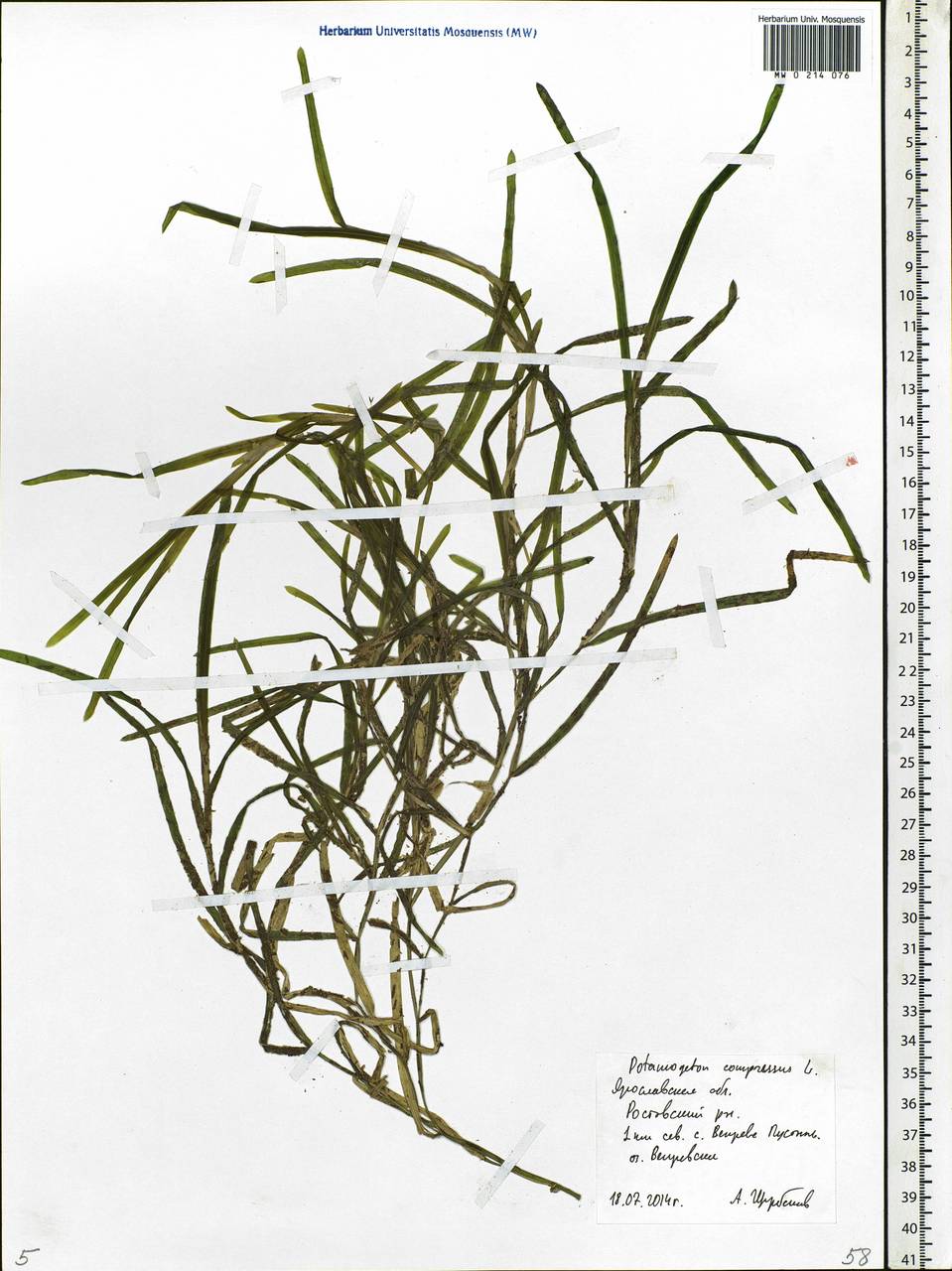 Potamogeton compressus L., Eastern Europe, Central forest region (E5) (Russia)