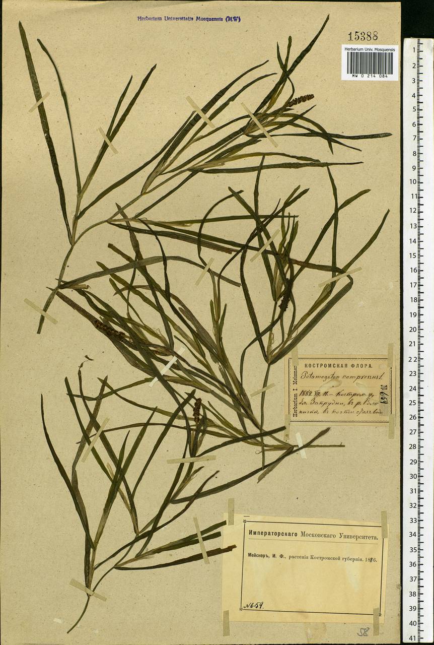 Potamogeton compressus L., Eastern Europe, Central forest region (E5) (Russia)