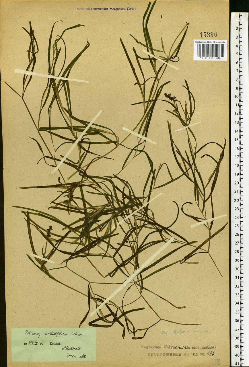 Potamogeton compressus L., Eastern Europe, Central forest region (E5) (Russia)