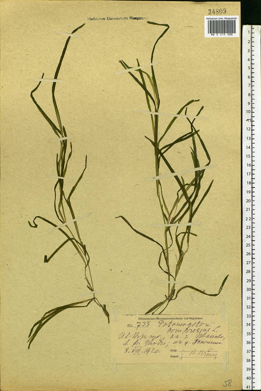 Potamogeton compressus L., Eastern Europe, Central forest region (E5) (Russia)