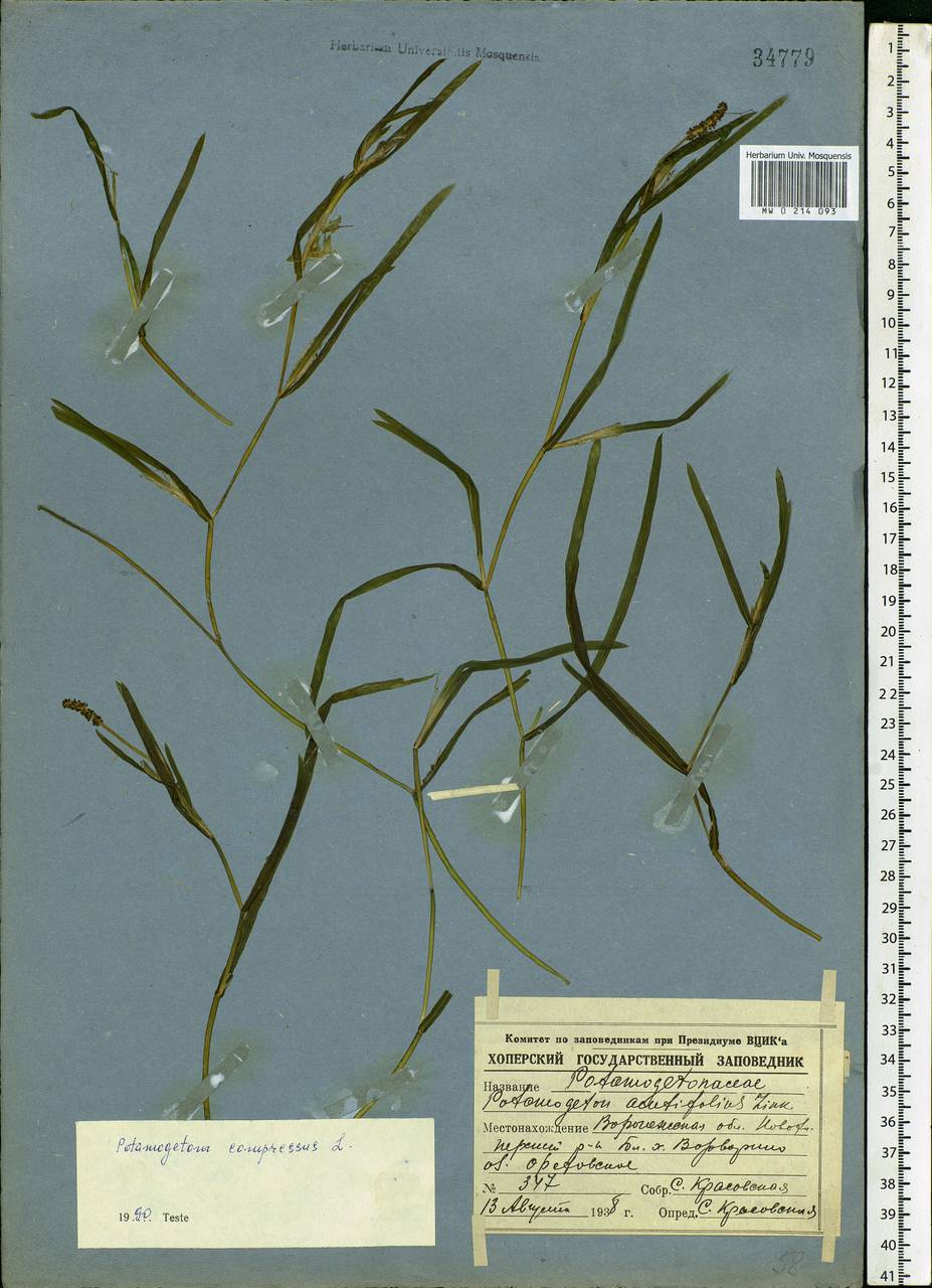 Potamogeton compressus L., Eastern Europe, Central forest-and-steppe region (E6) (Russia)