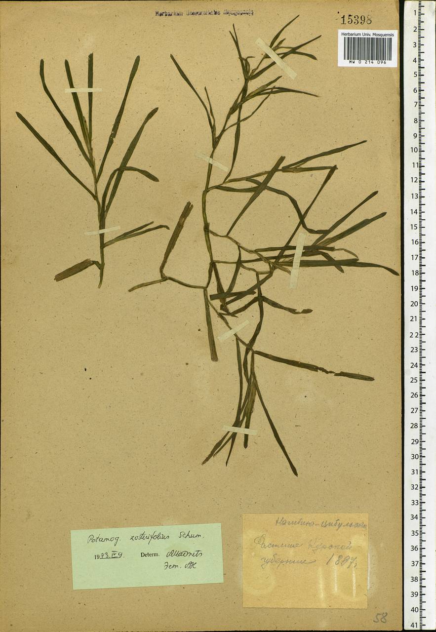 Potamogeton compressus L., Eastern Europe, Central forest-and-steppe region (E6) (Russia)
