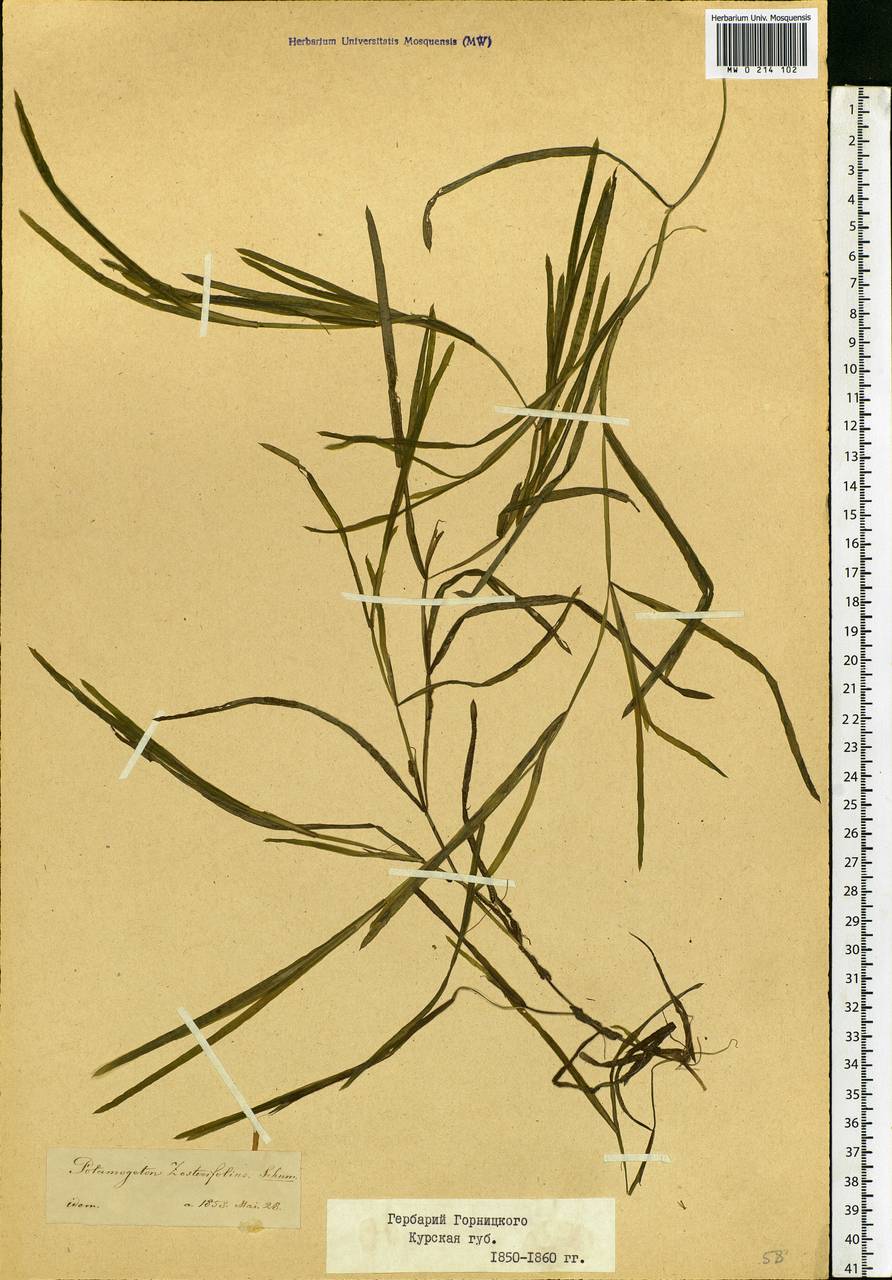 Potamogeton compressus L., Eastern Europe, Central forest-and-steppe region (E6) (Russia)