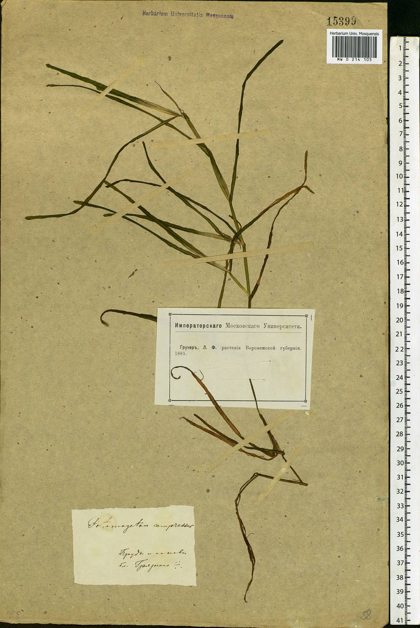 Potamogeton compressus L., Eastern Europe, Central forest-and-steppe region (E6) (Russia)