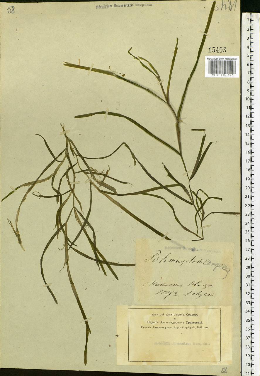 Potamogeton compressus L., Eastern Europe, Central forest-and-steppe region (E6) (Russia)