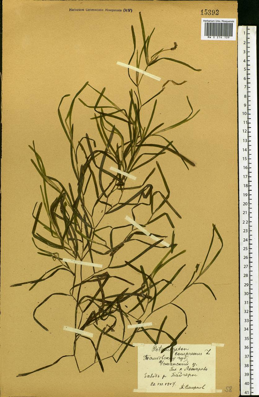 Potamogeton compressus L., Eastern Europe, Central forest-and-steppe region (E6) (Russia)