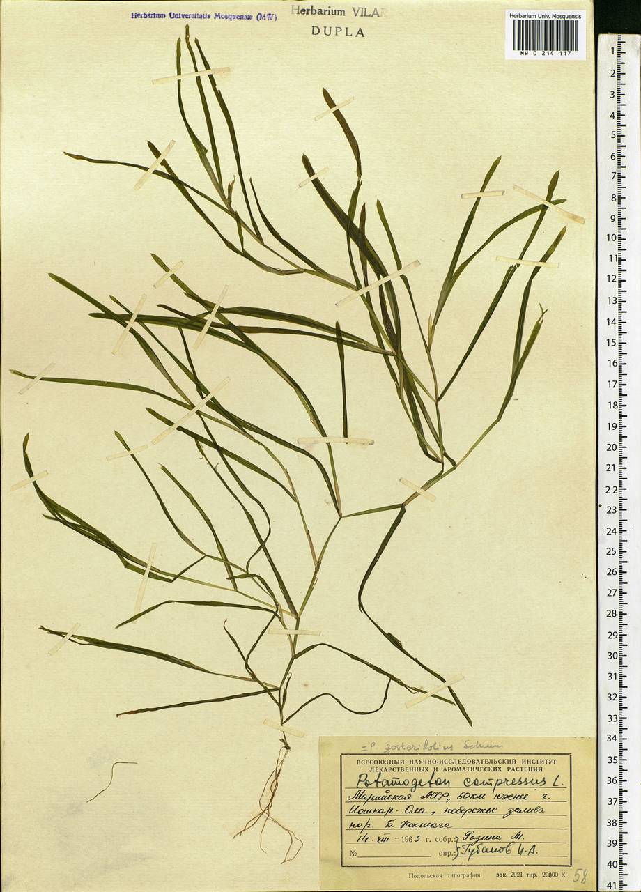 Potamogeton compressus L., Eastern Europe, Middle Volga region (E8) (Russia)