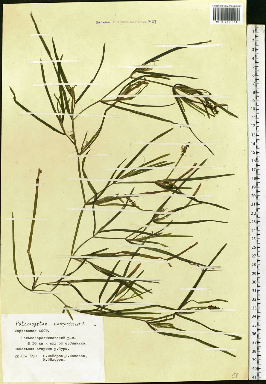 Potamogeton compressus L., Eastern Europe, Middle Volga region (E8) (Russia)