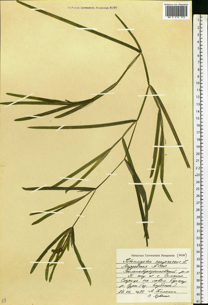 Potamogeton compressus L., Eastern Europe, Middle Volga region (E8) (Russia)