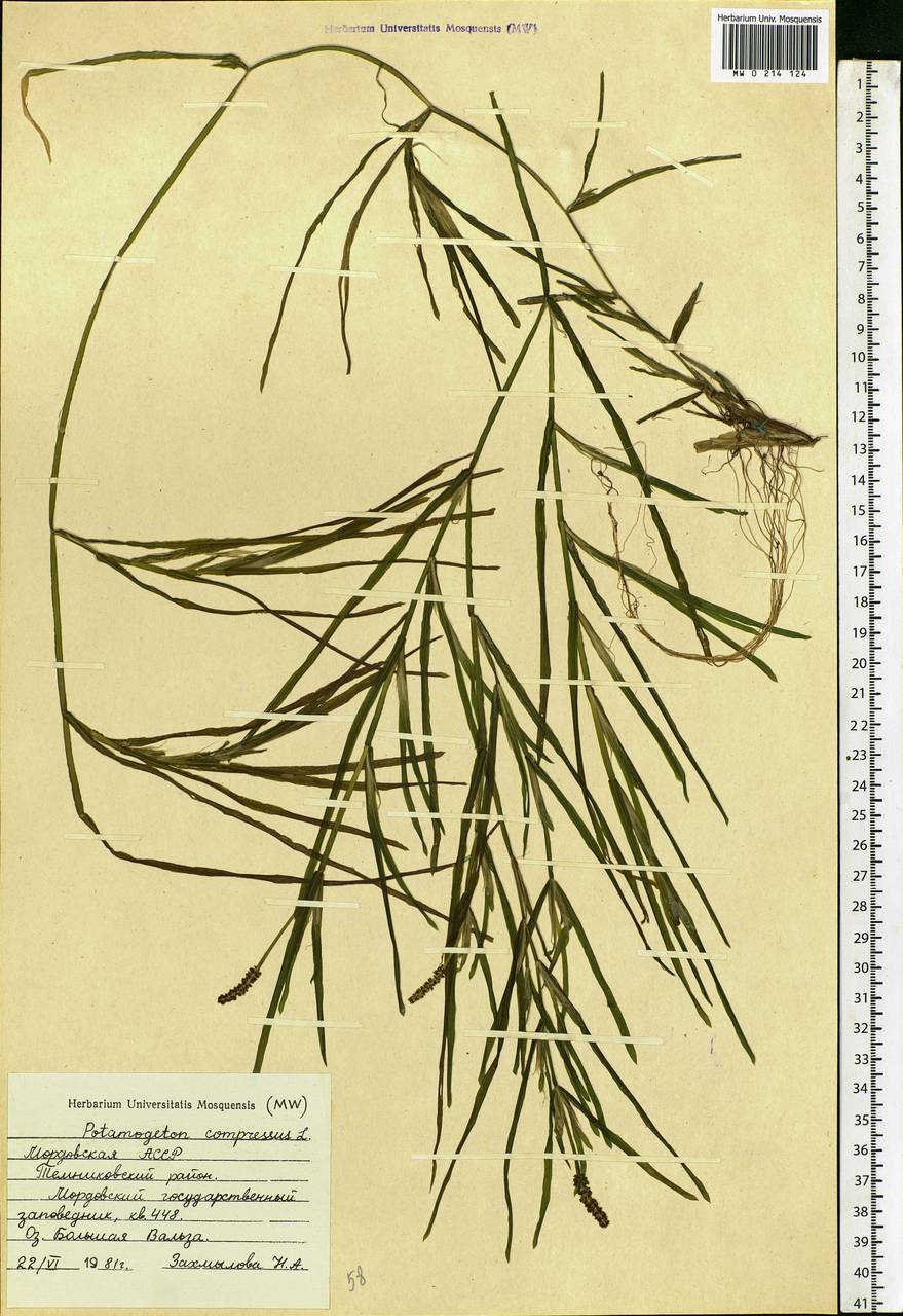 Potamogeton compressus L., Eastern Europe, Middle Volga region (E8) (Russia)