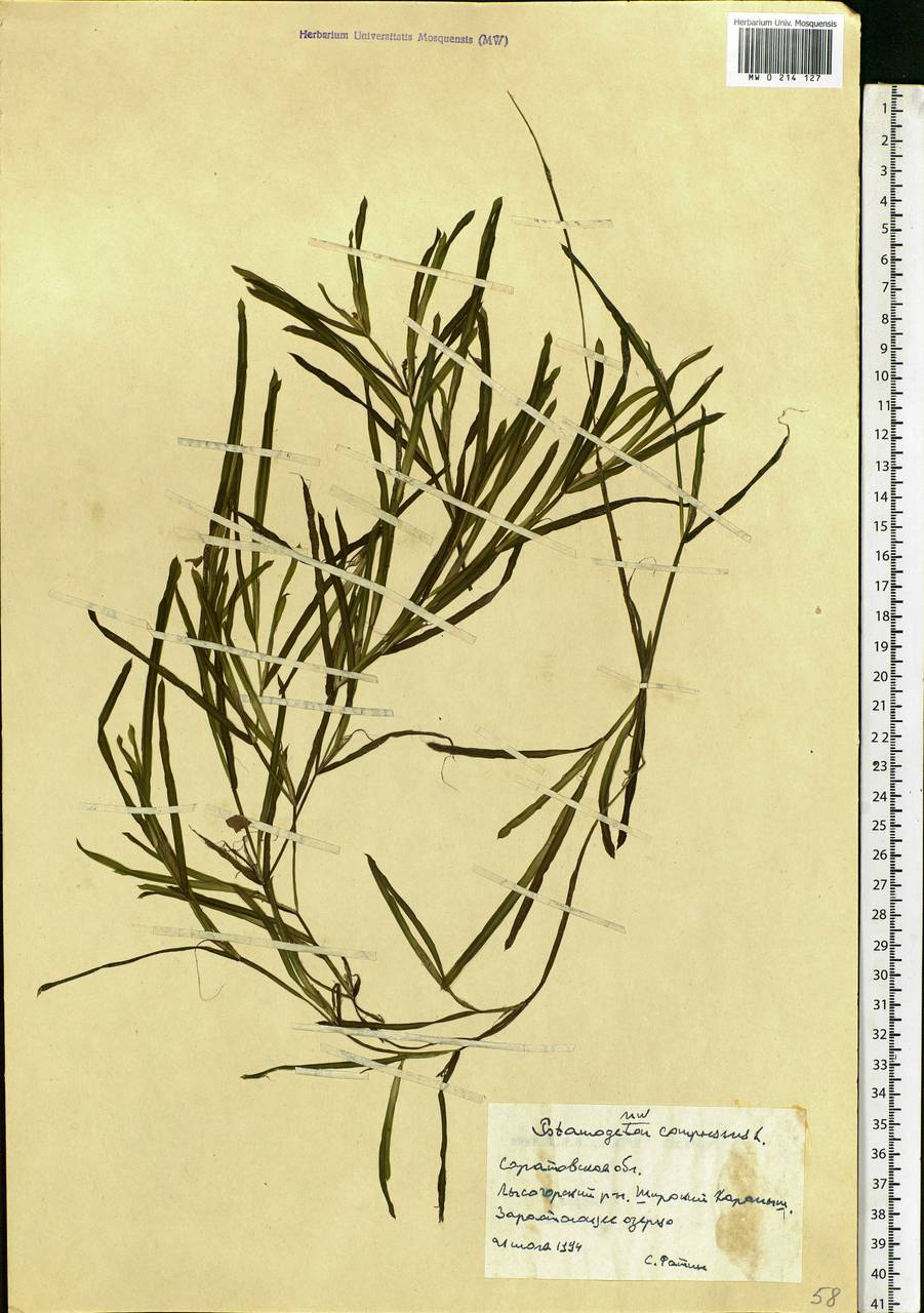 Potamogeton compressus L., Eastern Europe, Lower Volga region (E9) (Russia)