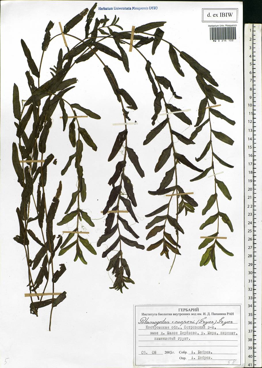 Potamogeton cooperi (Fryer) Fryer, Eastern Europe, Central forest region (E5) (Russia)